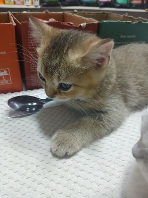 Котята в хорошие, добрые руки.