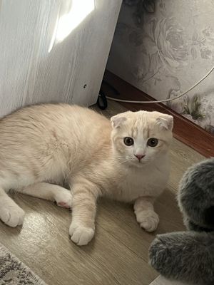 мальчик скоттиш-фолд