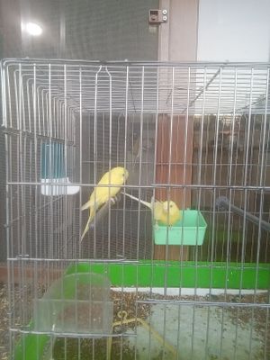Papugay volnizti