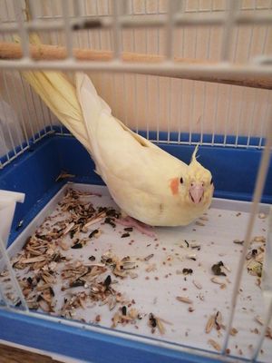 Продаётся птица корелл