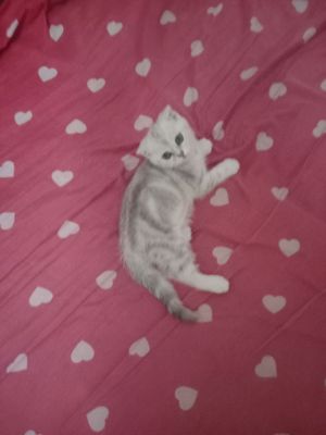 Продается котенок породы скоттиш фолд