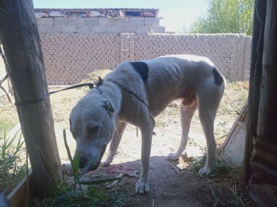 Meni itim eng. Zor itlardan boladi