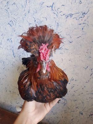 yapon xoʻroz satiladi toz zoti