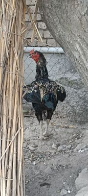 Sotiladi yoshiga toʻldi