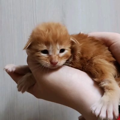 Породистые котята полидакты