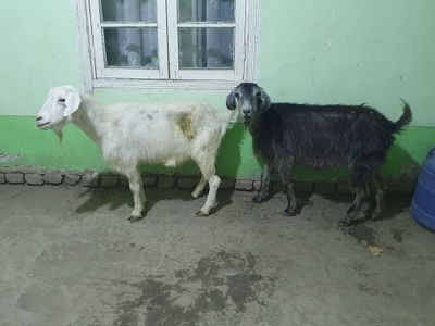 2ta kal moda echkila sotiladi srochno tez va arzon Shofirkonda