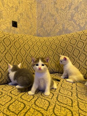 Шотландский скоттиш страйт 3 мальчик 1 девочка