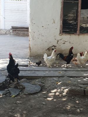 Tovuq va xoroz sotiladi