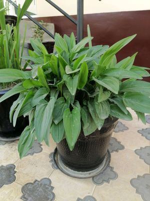 honaki gullar sotiladi