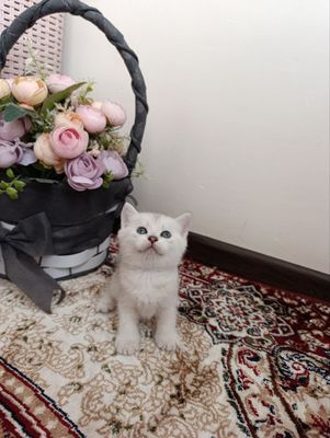 Срочно! Породистые котята в добрые руки 2. Очаровательные породис