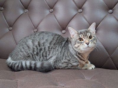 Джеймс очень надеется и ддёт, что станет любимым и домашним