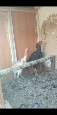 Xoroz sotiladi yoshiga toldi 2 ta yutugi bor zoti pariyam toza