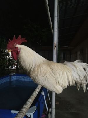 Oq Xoroz sotiladi