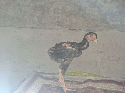 Dakan joʻja sotiladi