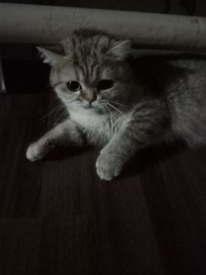 mushukcha