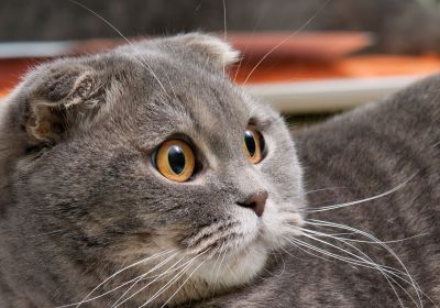 Скоттиш фолд тоза зотли еркак