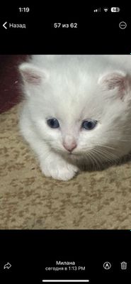 Продам котят 5 штук