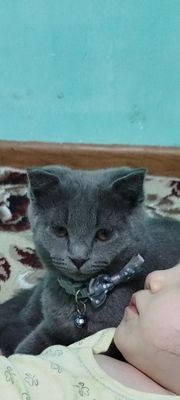 Продаётся Котёнок !!!