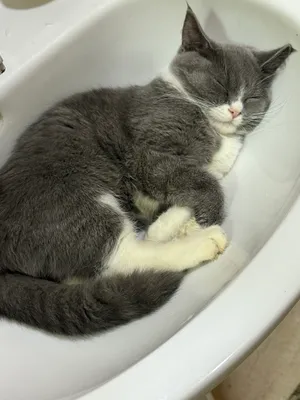 Mushuk Sotiladi Skotish Strayt