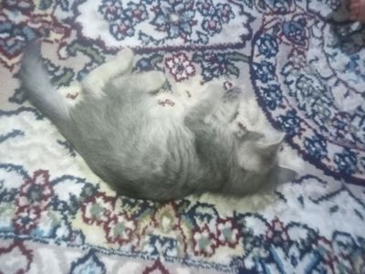 Mushuk sotiladi zori skoʻttishfold narxi 300 000