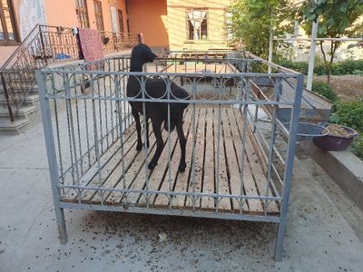 Qòy hona sotiladi