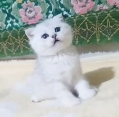 Серебристый шиншила фолд у́ґил