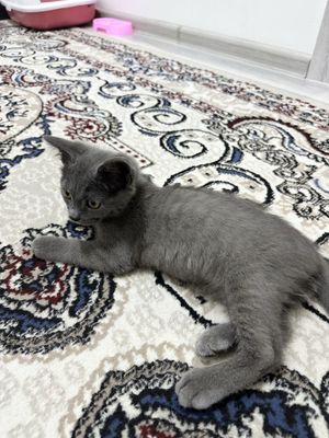 Scottish кошка в хорошие руки