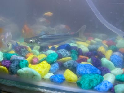 Shark baliqi donasi 70 mingdan jizzax shaxar