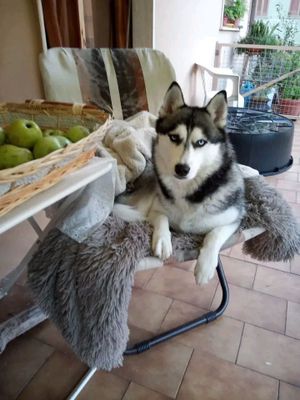 Хаски продаются.