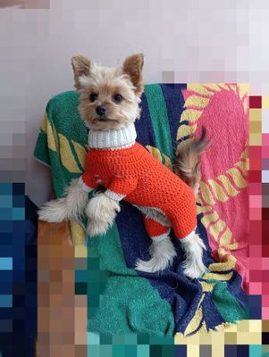 Передержку собак