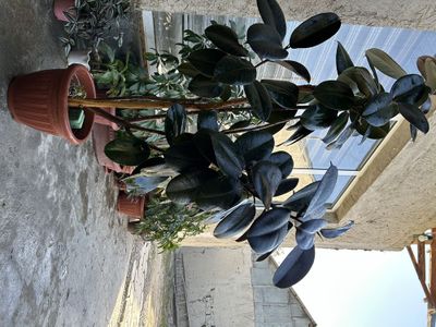 Uyda parvarish qilingan tabiy churoyli gullar