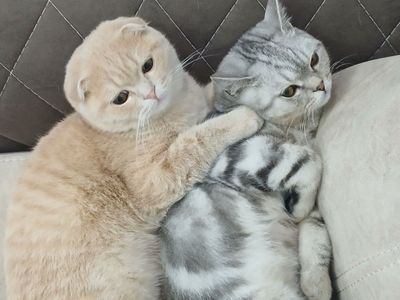 Сотилади скотиш фолд 1 йошли