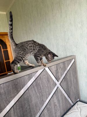 Полосатой котенок ищет семью