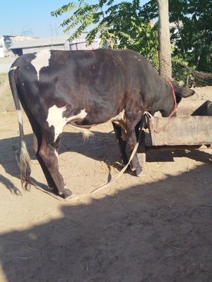 Buqa sotiladi ,.