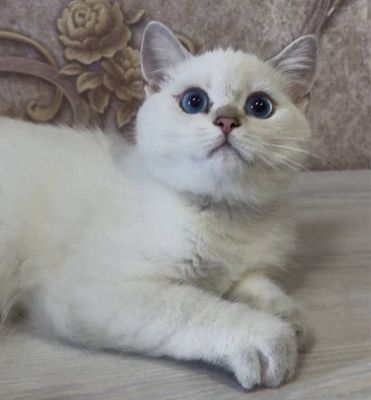 Toza zot izlaganlar uchun