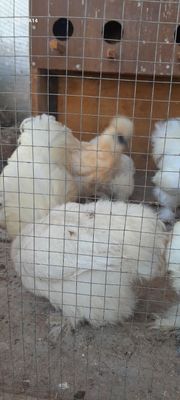 Sholkoviy yapon xuruzchalar va tovuqchalar sotiladi