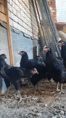 Gigat qora shaxzoda 2 oylikdan oshkan xorozlar faqat xorozlar sotiladi