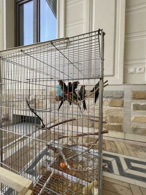 Розелла попугай молодые