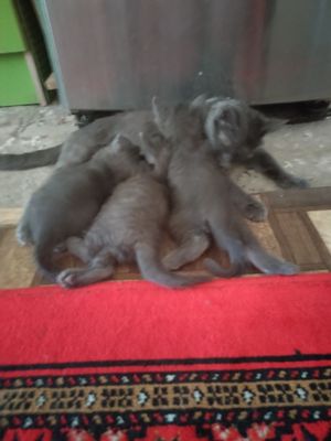 Мушикчала пародний