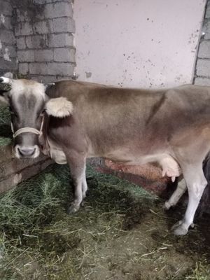 Shivet mol sotiladi bugoz