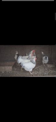 Adler tovuq horoz lar