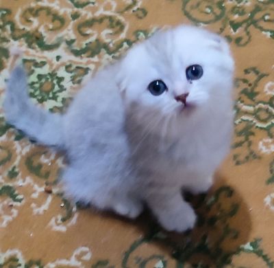 Продаются котята Scottish fold, Scottish straight.