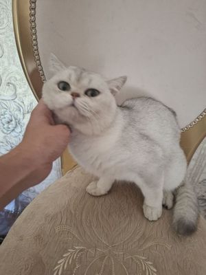Продаётся кот породы Серебристый