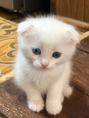 Scottish Fold 1 мушги кузлари 2 хиллари 150$ 1 хили 120$ келишилади ян