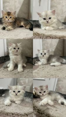 Британские шиншиллы