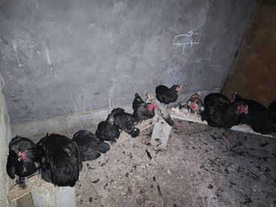 Brama qorashahzoda kareski yapon tovuqlar sotiladi soğlim kasali yuq