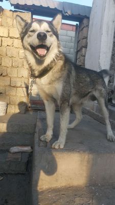 хатика ит сотилади