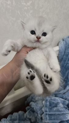 Открывается броннь чистокровных британских котят