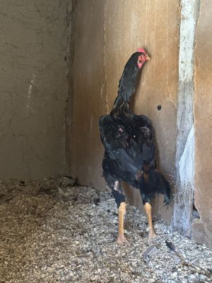 noyabr oyida chikgan juja sotiladi