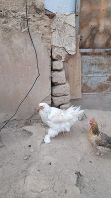 Брама товук тозаси